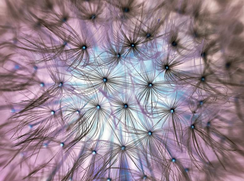 Free stock image of Dandelion created by Pixabay