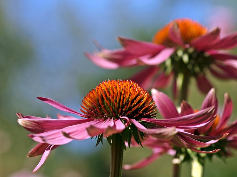 Free stock image of Fresh Flower created by Pixabay