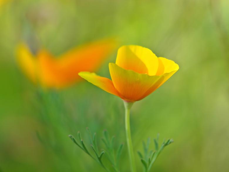 Free stock image of Garden created by Pixabay