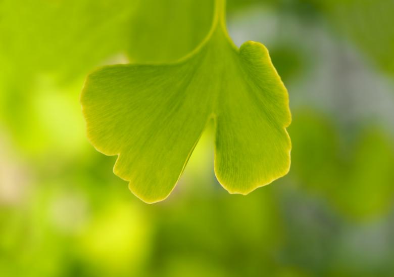Free stock image of Fresh Plant created by Pixabay
