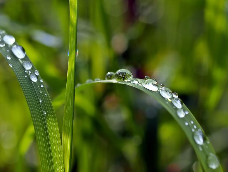 Free stock image of Dew on the Plants created by Pixabay