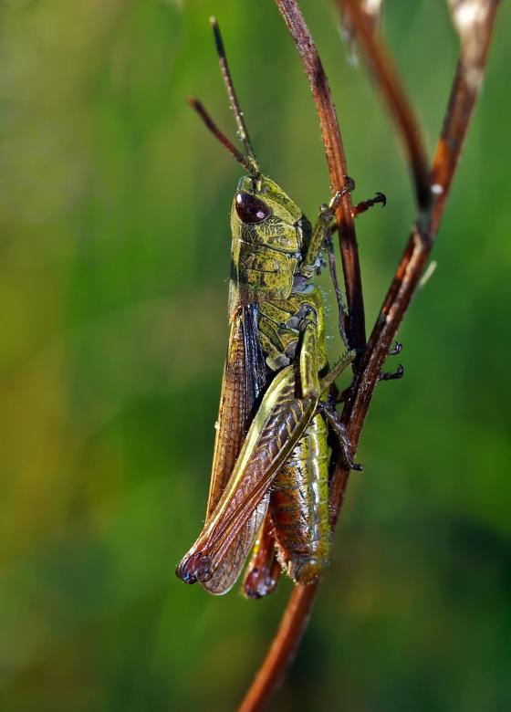 Free stock image of Grass Hopper created by Pixabay