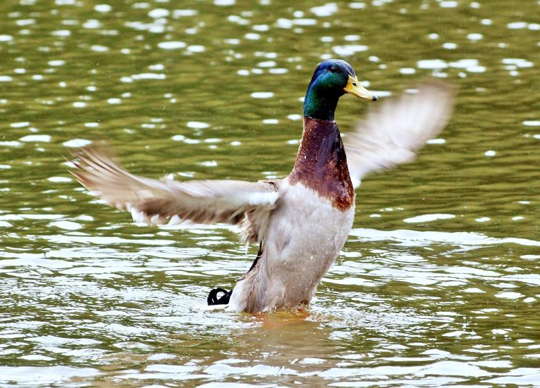 Free stock image of Duck spreading wings created by Pixabay