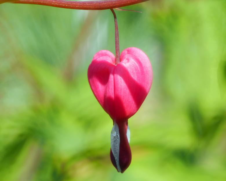 Free stock image of Pink Heart Flower created by Pixabay