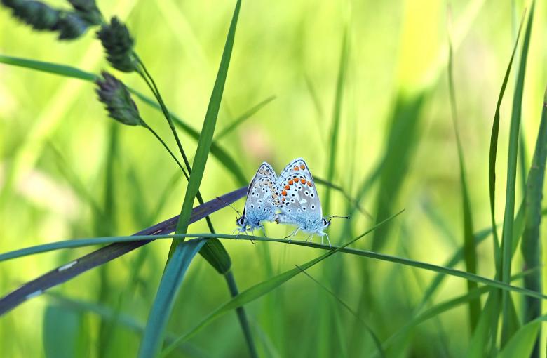 Free stock image of Nature created by Pixabay