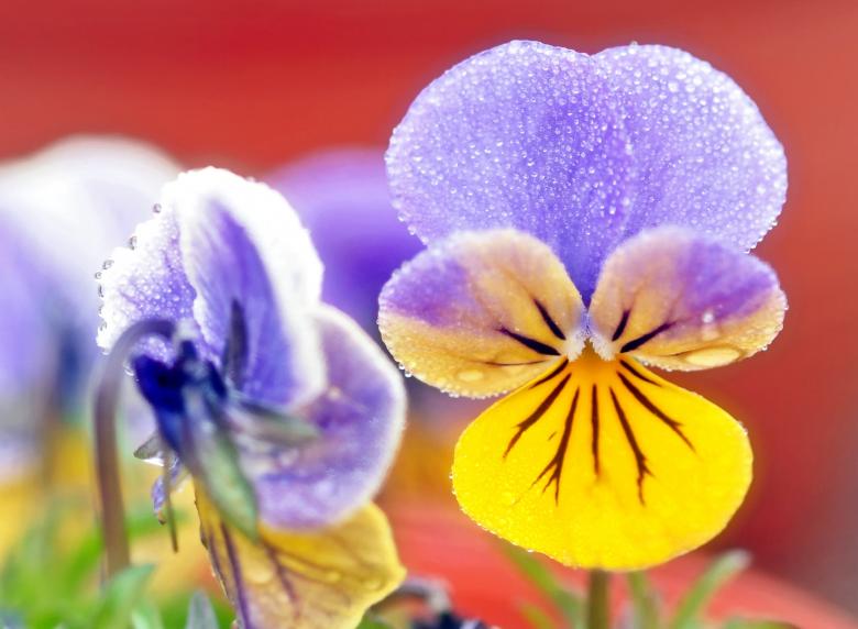 Free stock image of Colorful Flower created by Pixabay