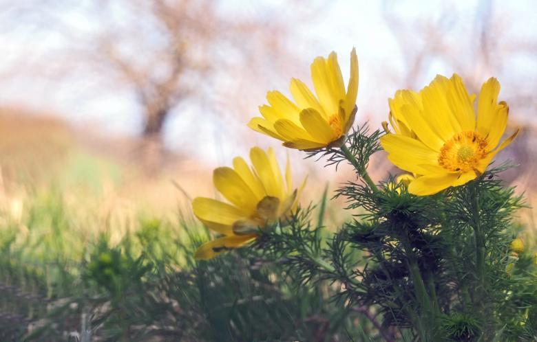 Free stock image of Garden created by Pixabay