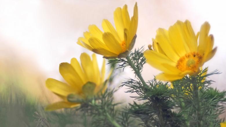 Free stock image of Blooming created by Pixabay