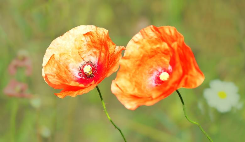 Free stock image of Flowers Blooming created by Pixabay