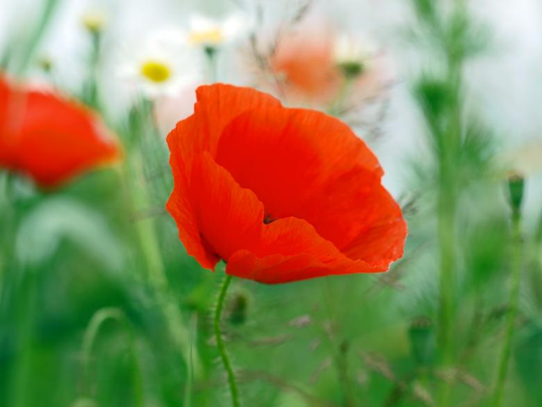 Free stock image of Garden created by Pixabay