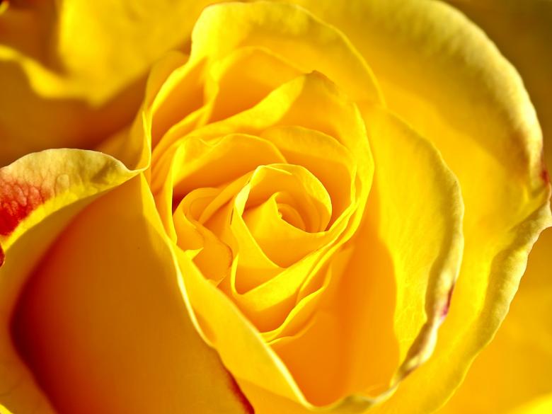 Free stock image of Yellow Rose created by Pixabay