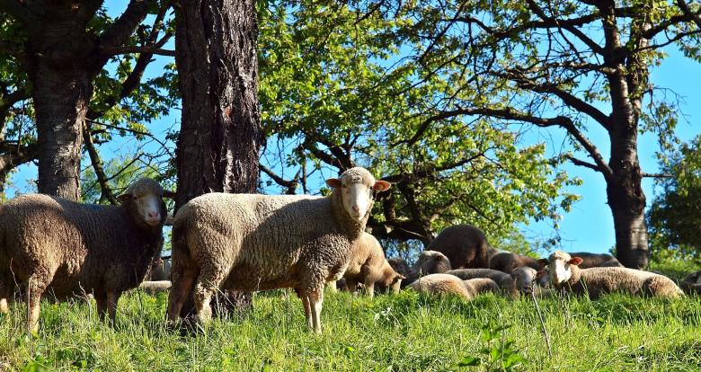 Free stock image of Group Of Sheeps created by Pixabay