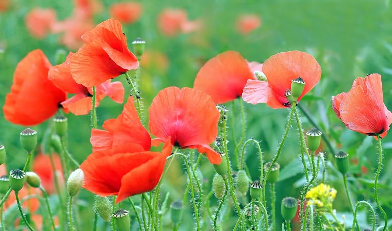 Free stock image of Poppy in the Garden created by Pixabay