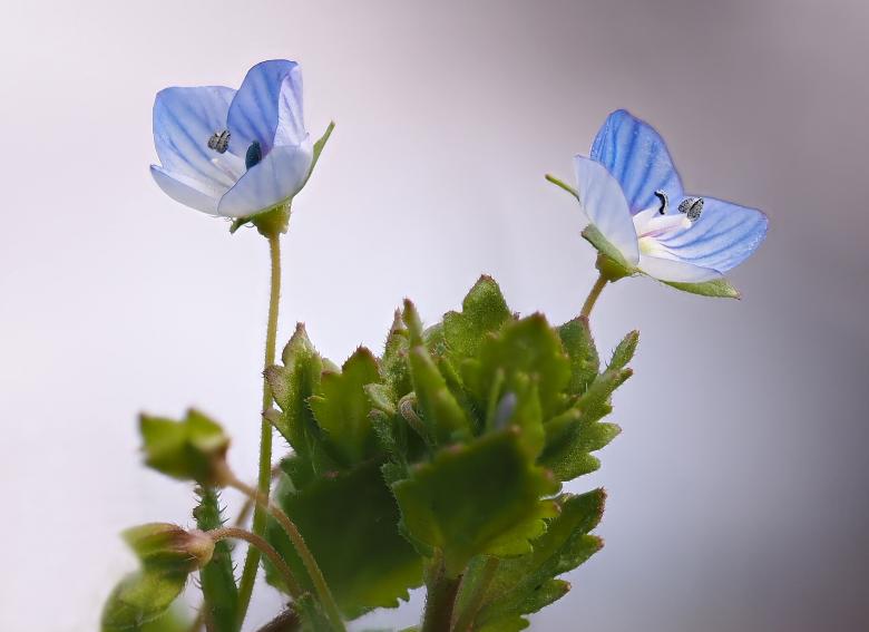 Free stock image of Fresh Flower created by Pixabay