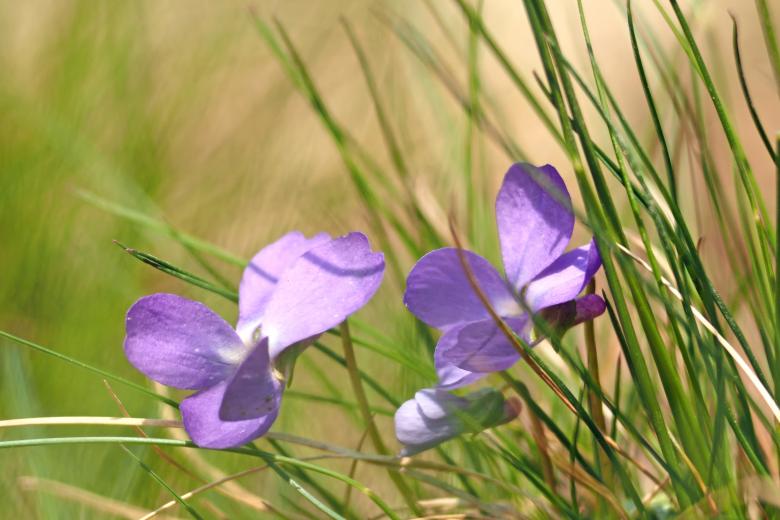 Free stock image of Fresh flower created by Pixabay
