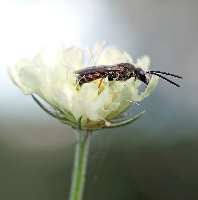 Free stock image of Fly on the White Flower created by Pixabay