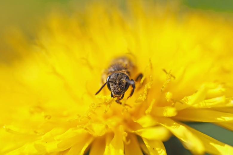 Free stock image of Fly on the Yellow Flower created by Pixabay