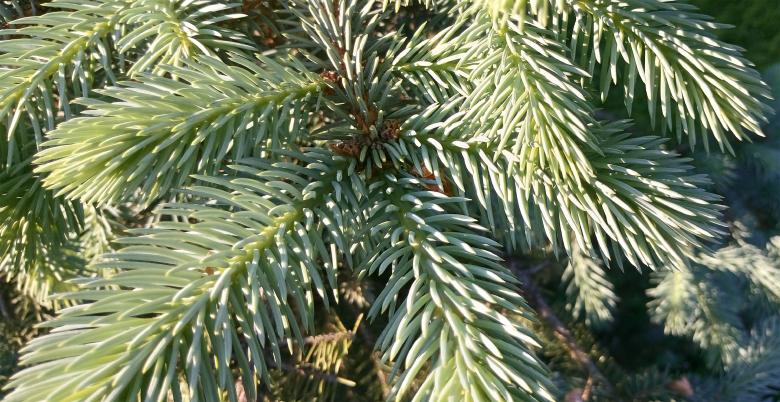 Free stock image of Pine created by Alen