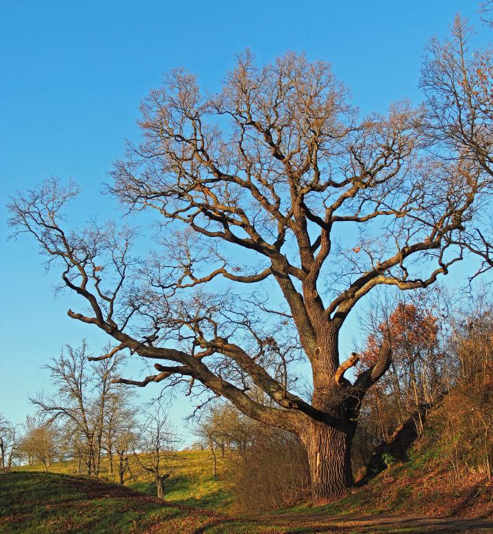 Free stock image of Oak Tree created by Pixabay