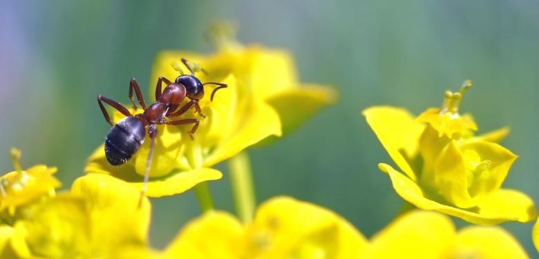 Free stock image of Ant in the Garden created by Pixabay