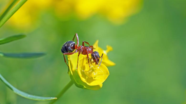 Free stock image of Ant on the Flower created by Pixabay