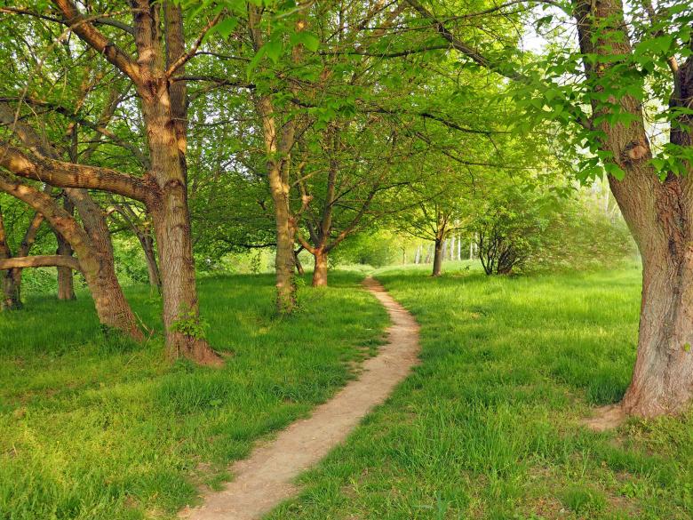 Free stock image of Maple Trees created by Pixabay