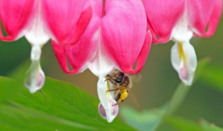 Free stock image of Fly on the Flowers created by Pixabay