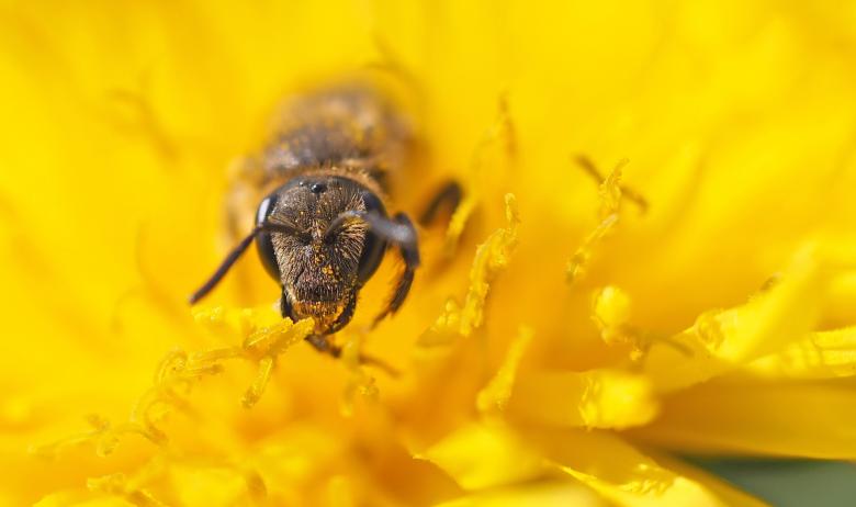 Free stock image of Ant on the Flower created by Pixabay
