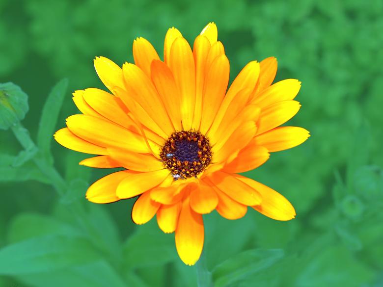 Free stock image of Blooming created by Pixabay