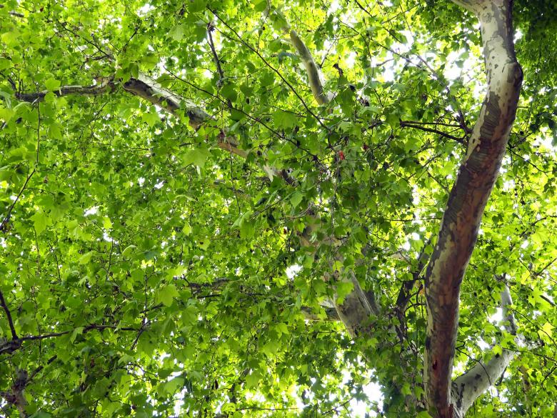 Free stock image of Lush Green Tree created by Pixabay