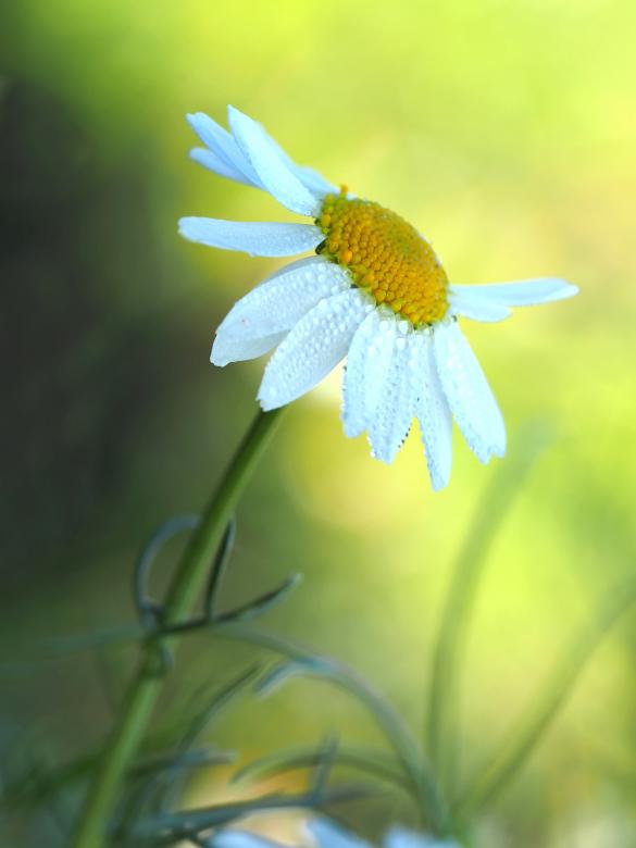 Free stock image of Garden created by Pixabay