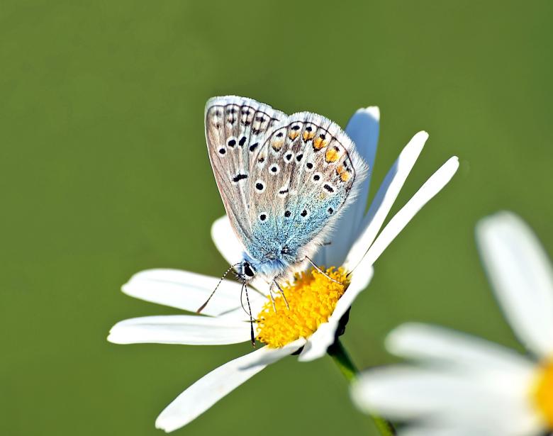 Free stock image of Butterfly on the White Flower created by Pixabay