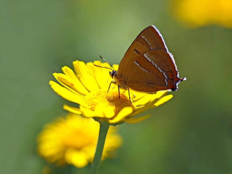 Free stock image of Butterfly in the Garden created by Pixabay
