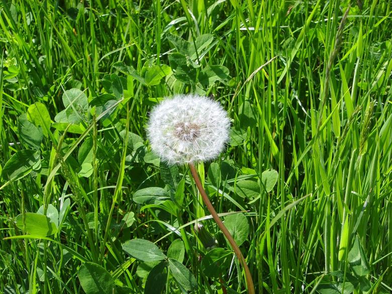 Free stock image of Dandelion created by Pixabay