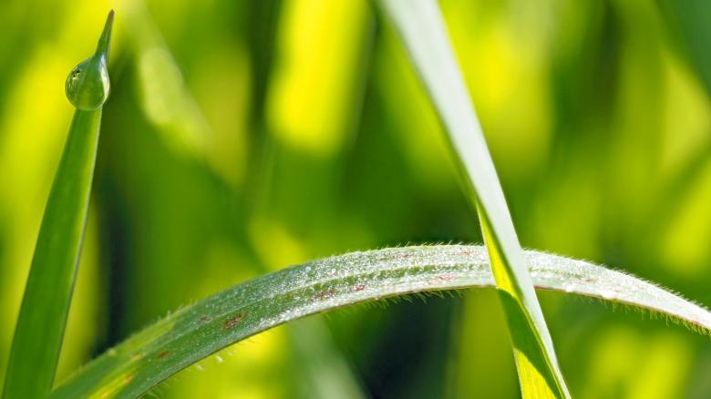 Free stock image of Deep In The Grass created by Pixabay