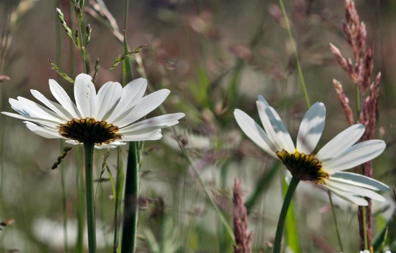 Free stock image of White Flower created by Pixabay