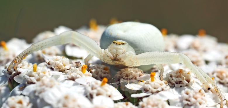 Free stock image of White Spider created by Pixabay