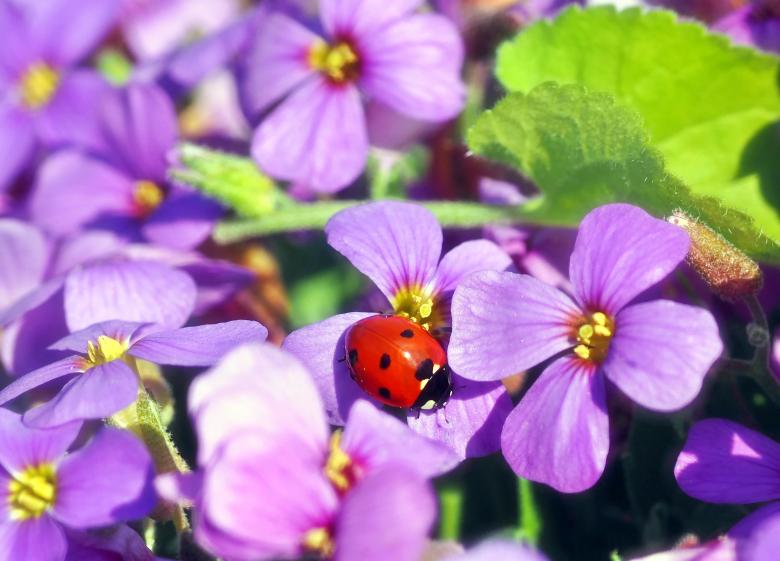 Free stock image of Red Bug in the Garden created by Pixabay