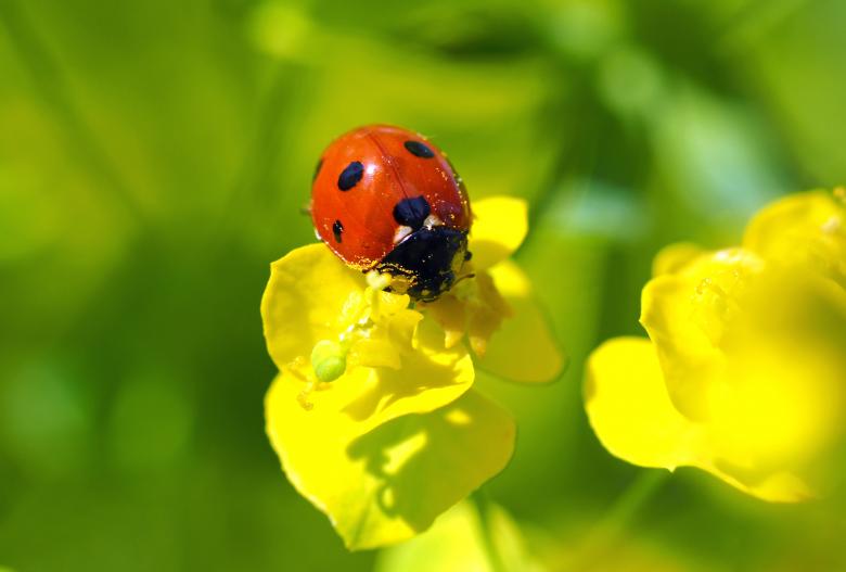 Free stock image of Red Bug in the Garden created by Pixabay