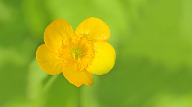 Free stock image of Blooming created by Pixabay