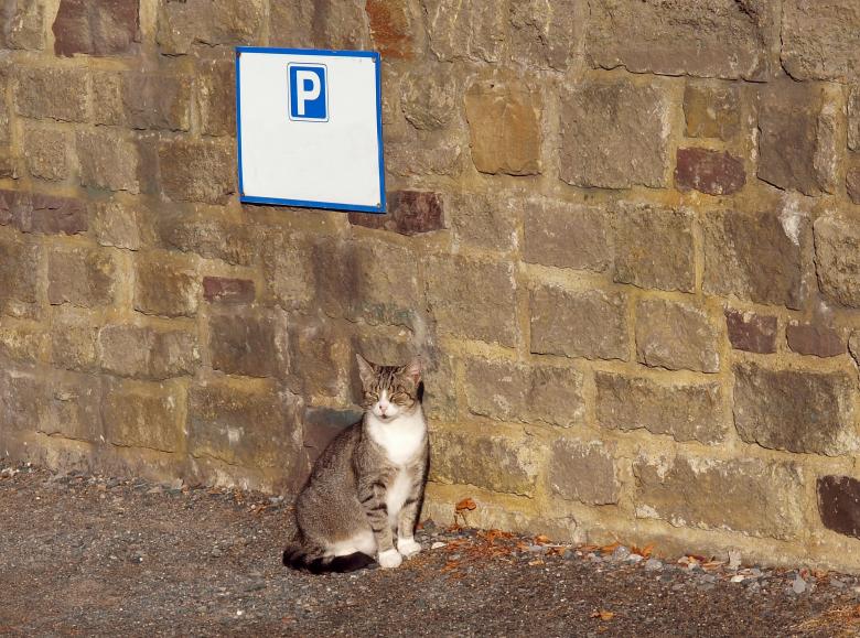 Free stock image of Pet Cat created by Pixabay