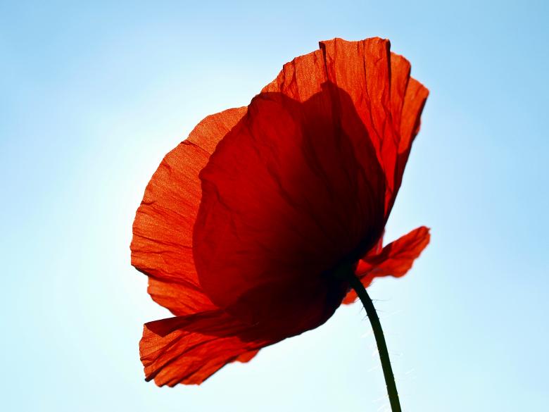 Free stock image of Poppy created by Pixabay