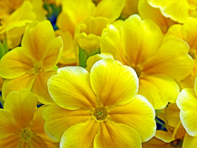 Free stock image of Group of Yellow Flowers created by Pixabay