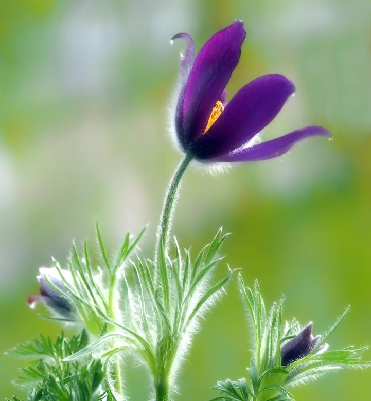Free stock image of Purple Flowers created by Pixabay