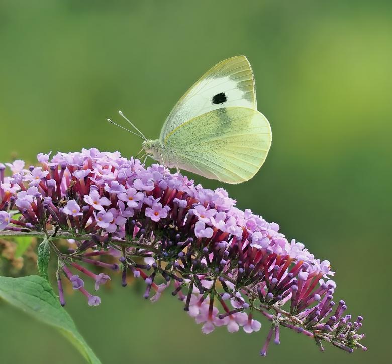 Free stock image of Butterfly in the Garden created by Pixabay