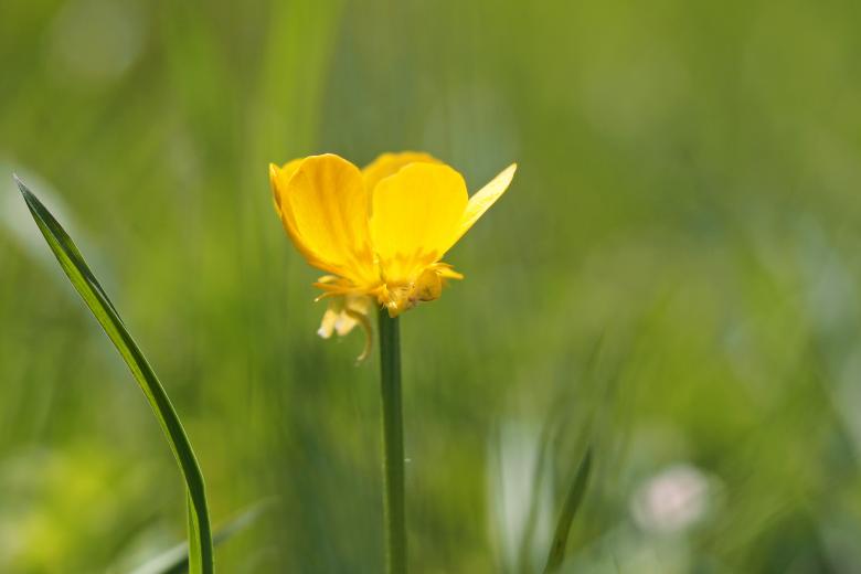 Free stock image of Garden created by Pixabay