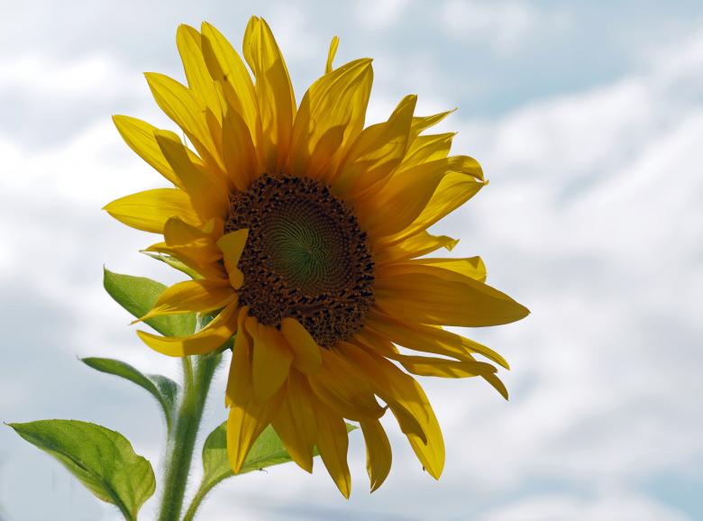 Free stock image of Sun Flower created by Pixabay