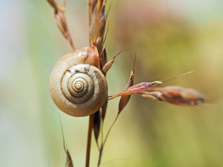 Free stock image of Snail created by Pixabay