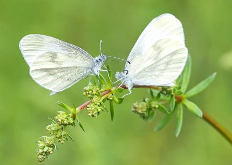 Free Stock Photo of Battle of Butterflies