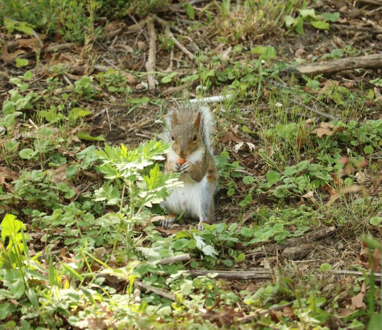 Free stock image of Gray Squirrel created by Vincent alvino